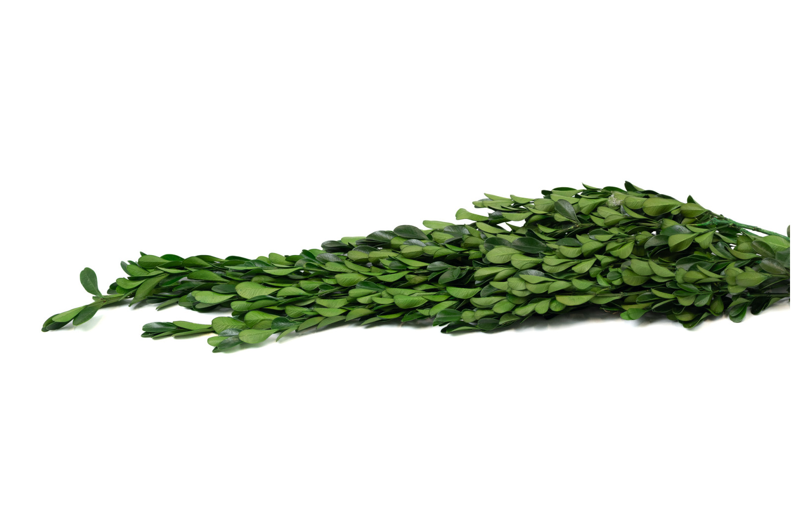 preserved-boxwoodbuxus-19