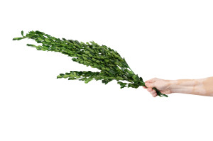 preserved-boxwoodbuxus-19.