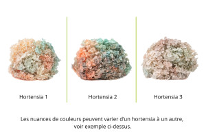 hortensia-stabilise-anna-19.