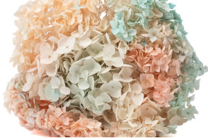 hortensia-stabilise-anna-19.