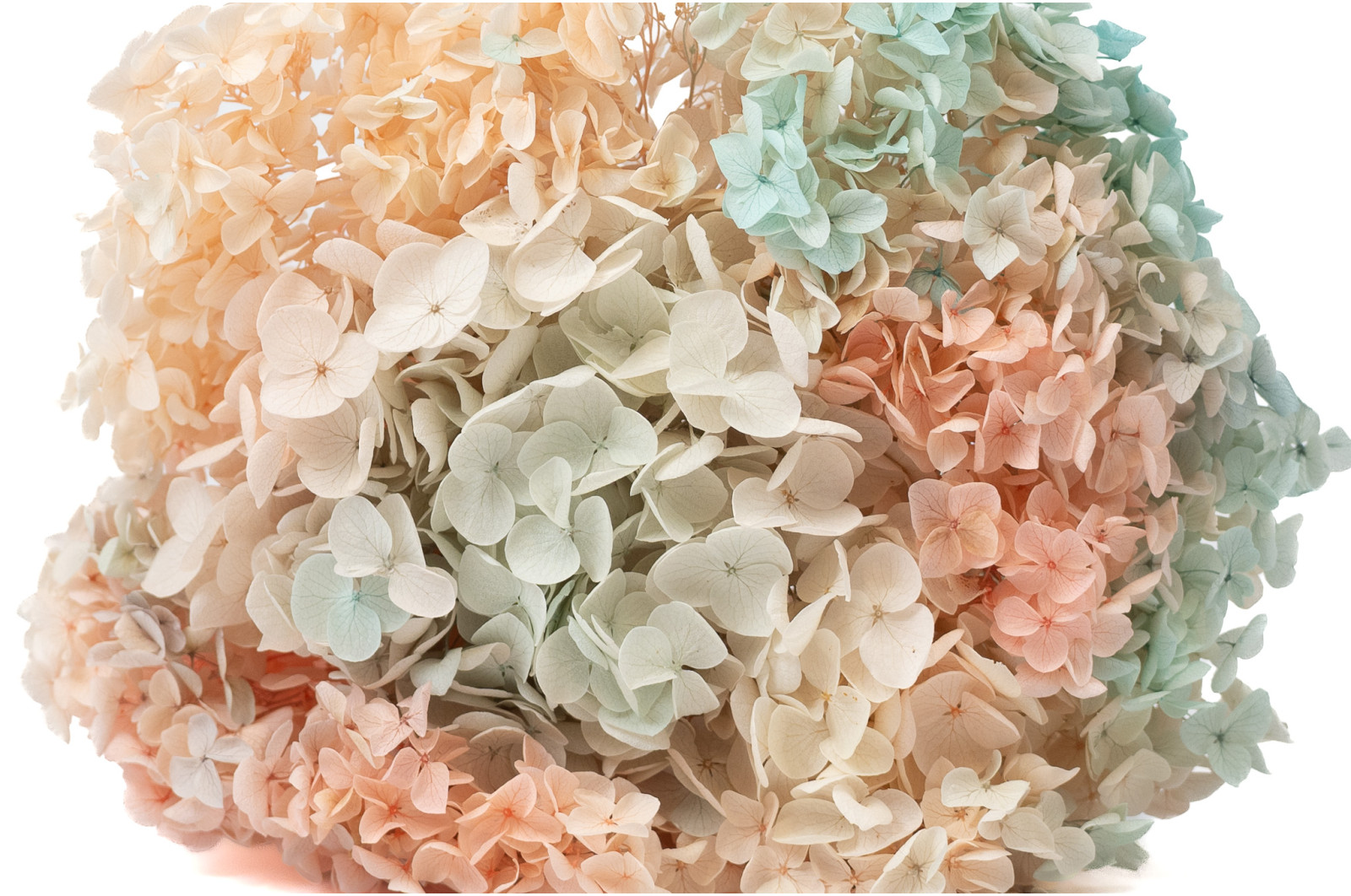 hortensia-stabilise-anna-19