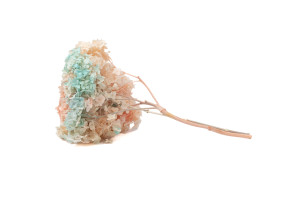 hortensia-stabilise-anna-19.