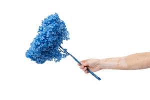 stabilisierte-hortensien-anna-19.