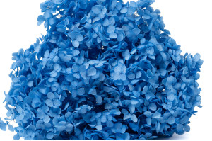 hortensia-stabilise-anna-19.