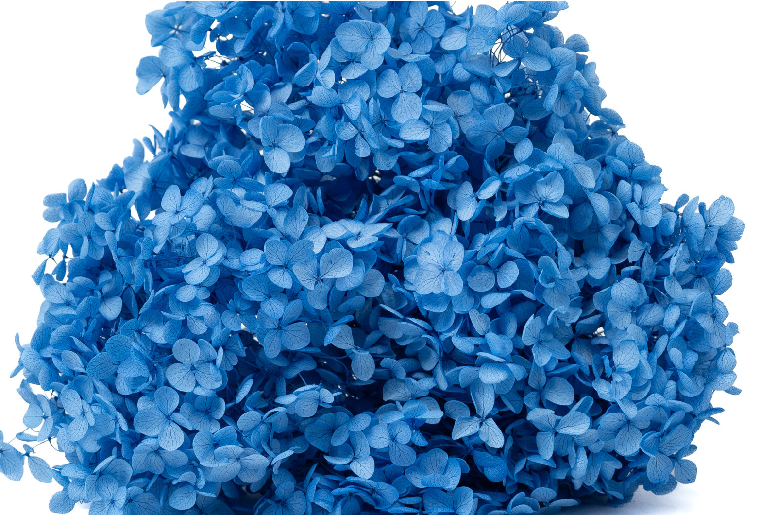 hortensia-stabilise-anna-19