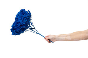 preserved-hydrangea-anna-19.