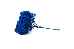 hortensia-stabilise-anna-19.