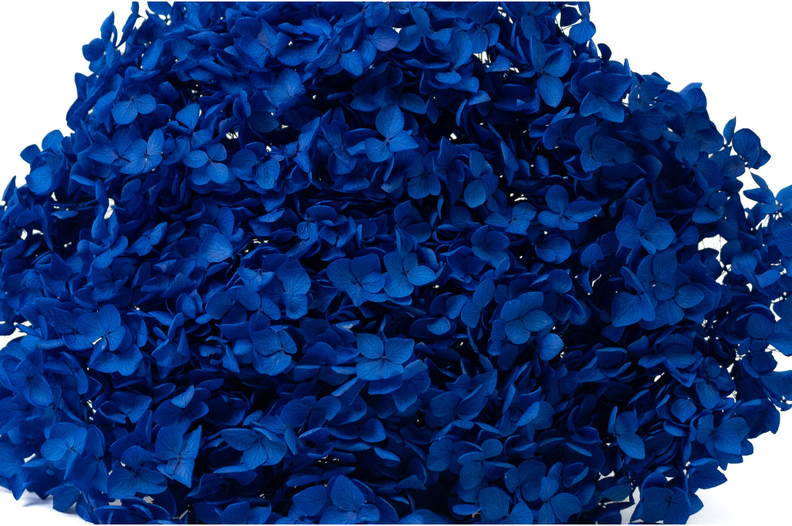 hortensia-stabilise-anna-19