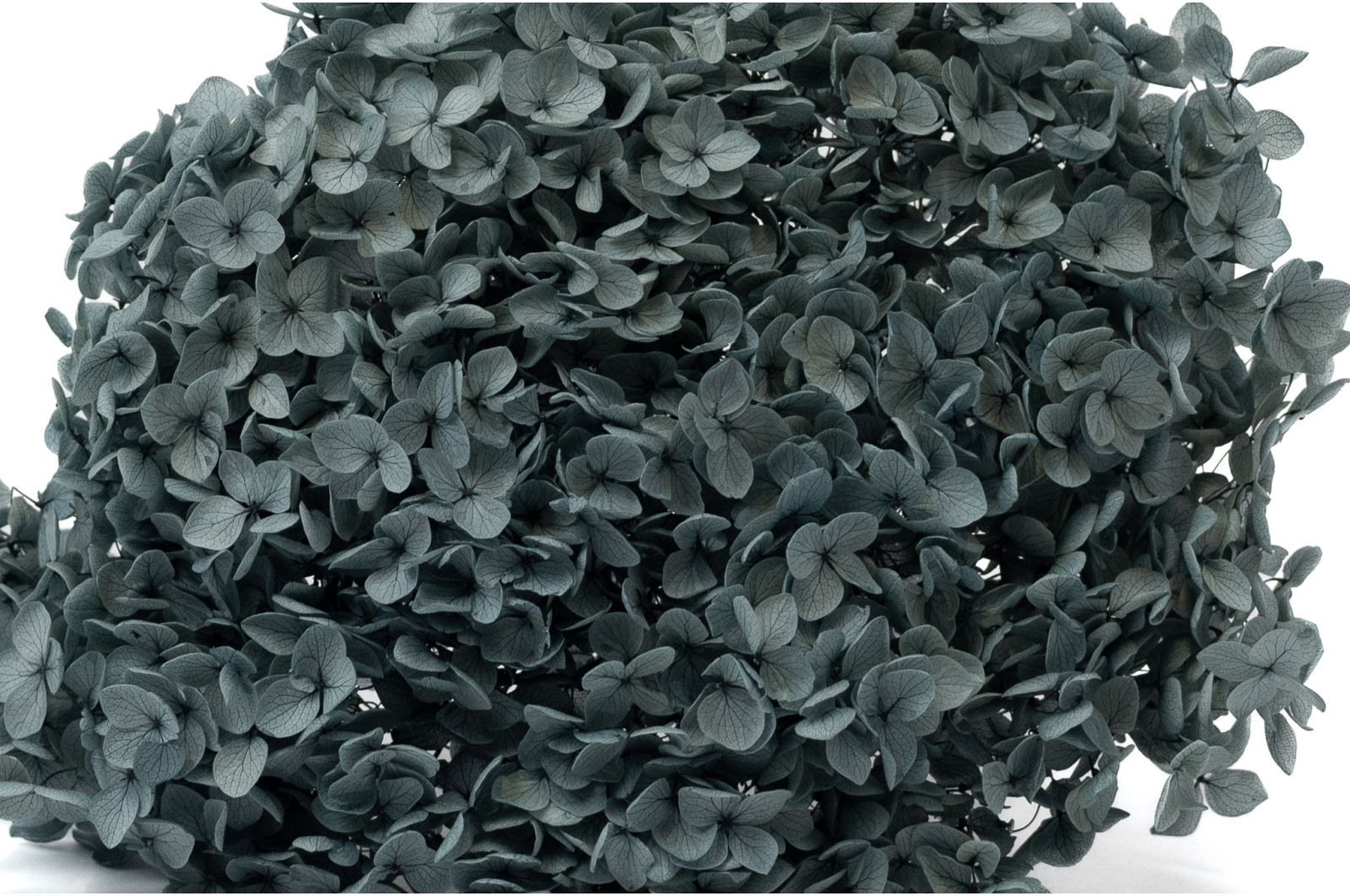 hortensia-stabilise-anna-19