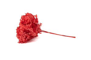 hortensia-stabilise-anna-19.