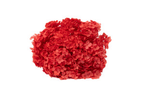 hortensia-stabilise-anna-19.