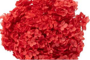 hortensia-stabilise-anna-19.