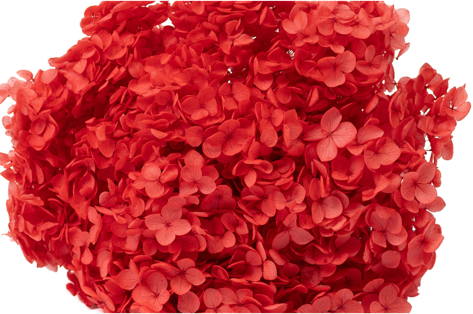 preserved-hydrangea-anna-19