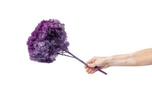 hortensia-stabilise-19.