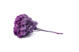 preserved-hydrangea-19.