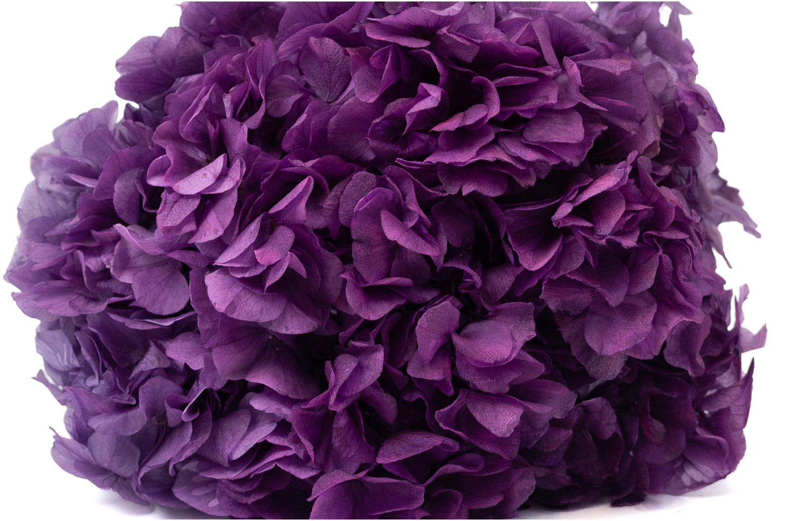 hortensia-stabilise-19