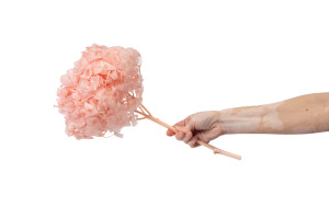 preserved-hydrangea-19.