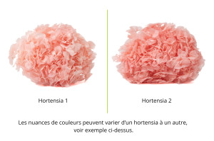 hortensia-stabilise-19.