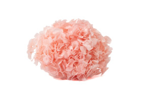 preserved-hydrangea-19.