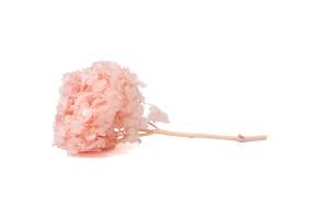 preserved-hydrangea-19.