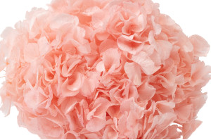 preserved-hydrangea-19.