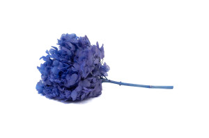 preserved-hydrangea-19.