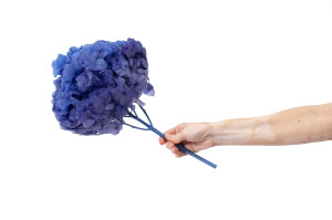 hortensia-stabilise-19.