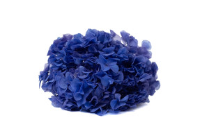 hortensia-stabilise-19.