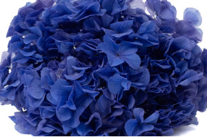 hortensia-stabilise-19.