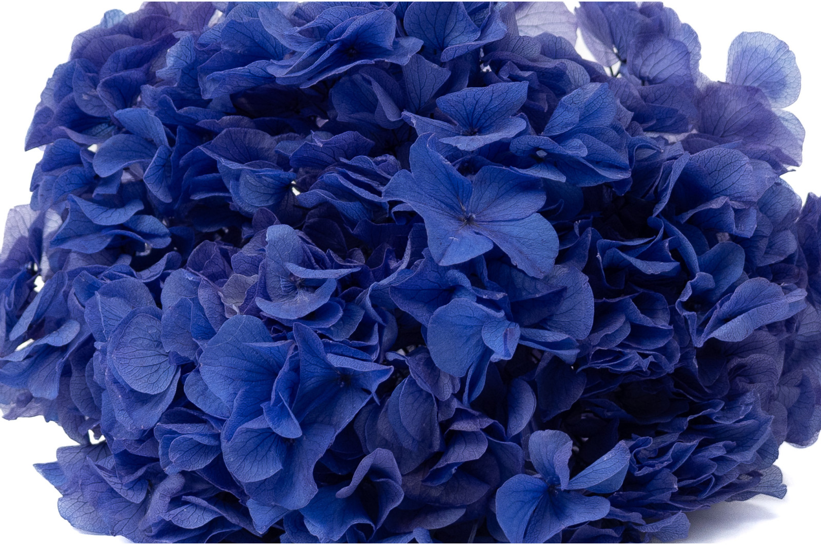 preserved-hydrangea-19