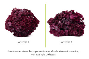 preserved-double-petal-hydrangea-19.