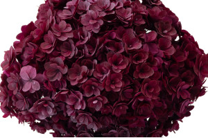 preserved-double-petal-hydrangea-19.