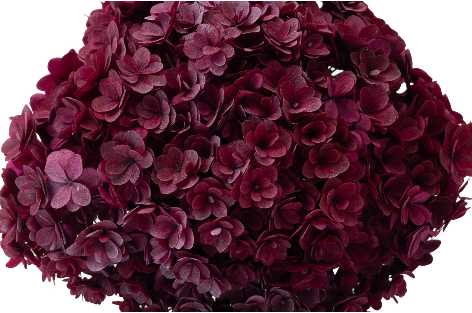 hortensia-double-petale-stabilise-19