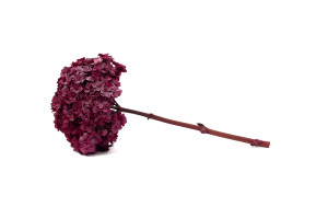 preserved-double-petal-hydrangea-19.