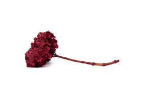 preserved-double-petal-hydrangea-19.