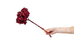 hortensia-double-petale-stabilise-19.