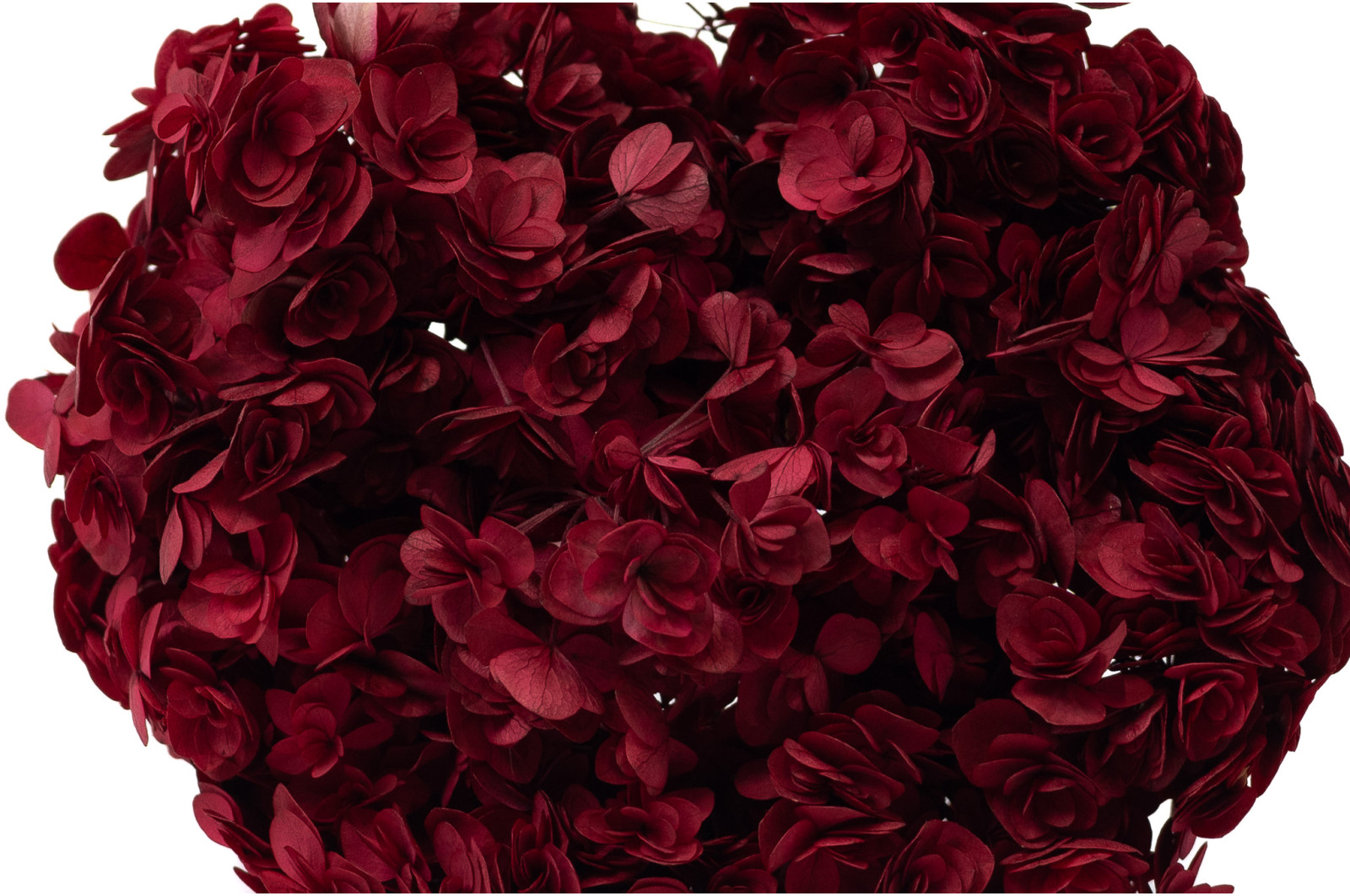 hortensia-double-petale-stabilise-19