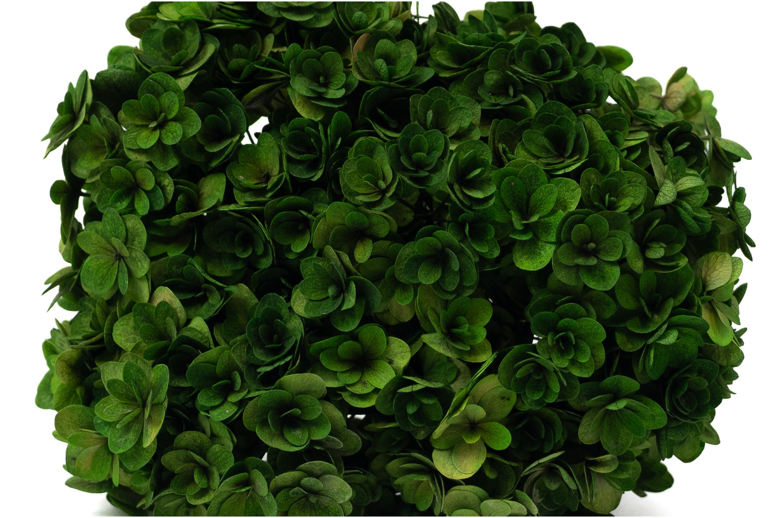 hortensia-double-petale-stabilise-19