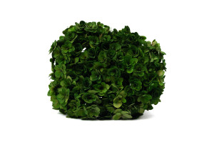 hortensia-double-petale-stabilise-19.