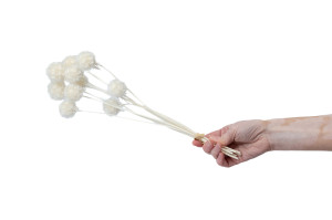 preserved-scabiosa-stellata-19.