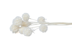 preserved-scabiosa-stellata-19.