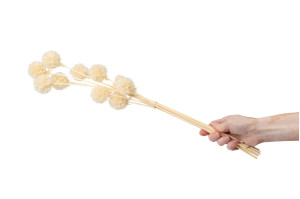 stabilisierte-scabiose-19.