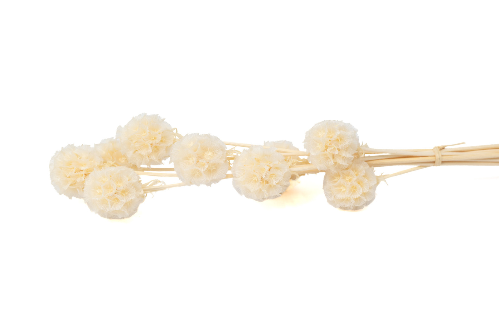 stabilisierte-scabiose-19