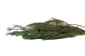 preserved-thuja-19.
