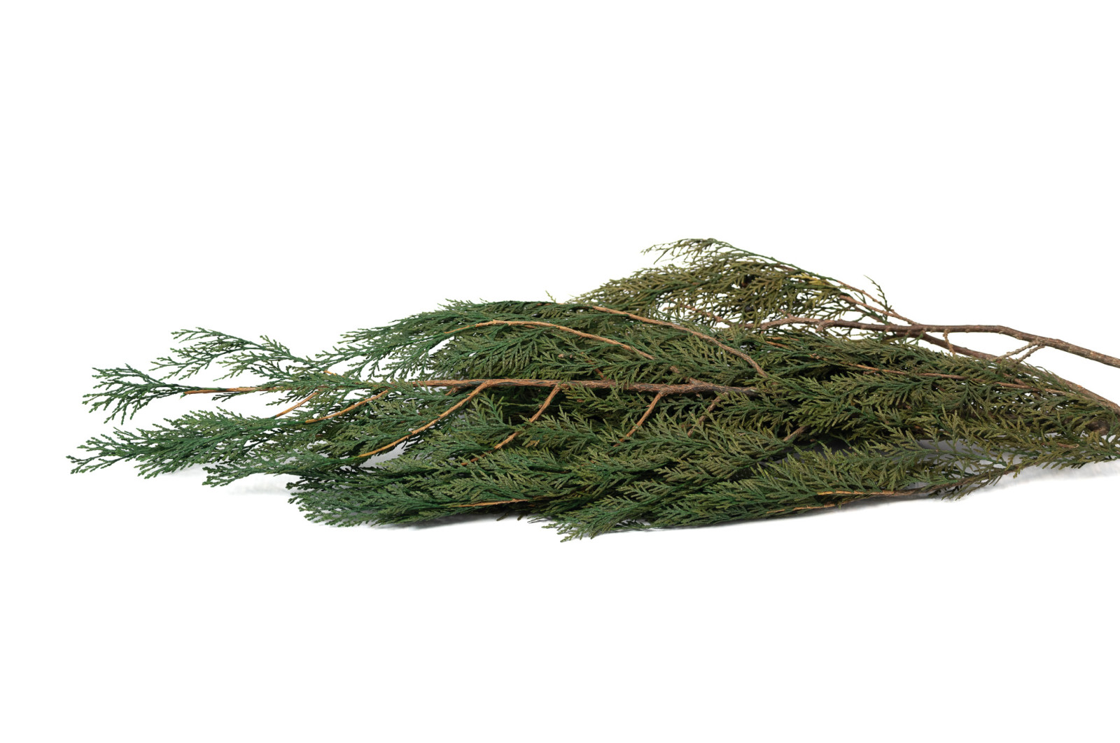 preserved-thuja-19