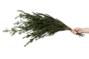 tea-tree-stabilise-19.