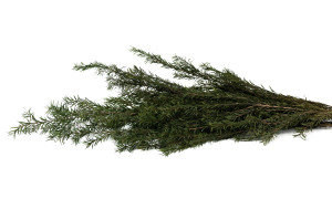 stabilisierter-tea-tree-19