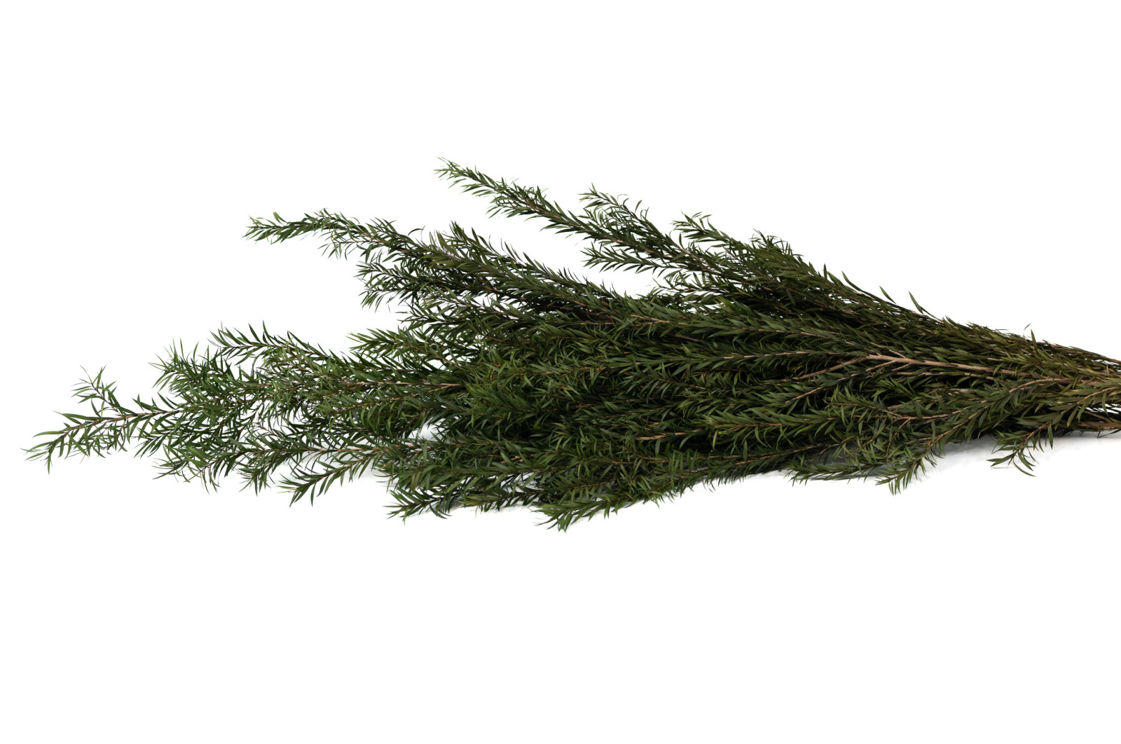 stabilisierter-tea-tree-19