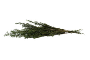 tea-tree-stabilise-19.