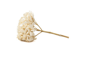 hortensia-stabilise-14.